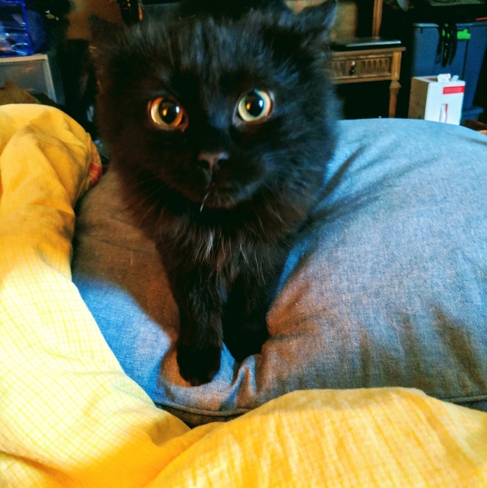 Meet your Posher, Bamzilla